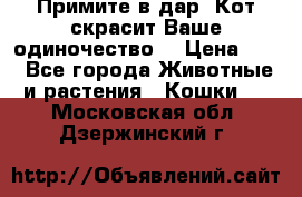 Примите в дар. Кот скрасит Ваше одиночество. › Цена ­ 0 - Все города Животные и растения » Кошки   . Московская обл.,Дзержинский г.